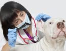 5 Steps to Prevent Intestinal Parasites in Dogs