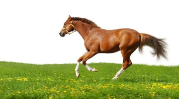 Aromatherapy For Horses