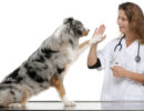 The Things You Need To Know About Choosing Veterinary Clinic Maryland